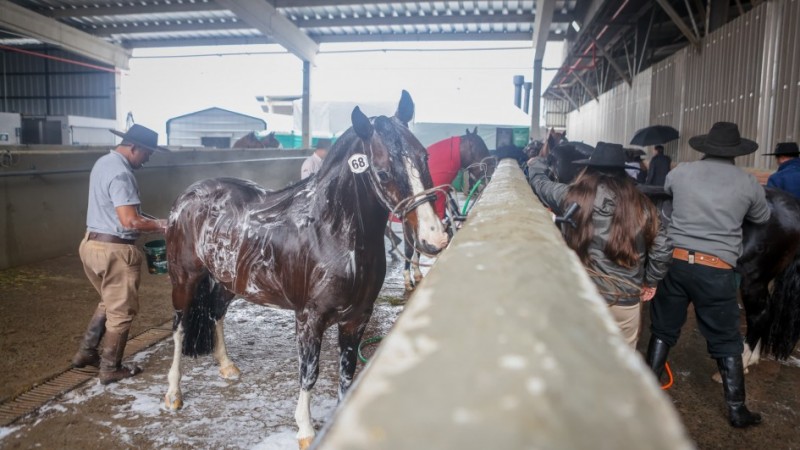 Animais passam pelos últimos preparativos para a feira