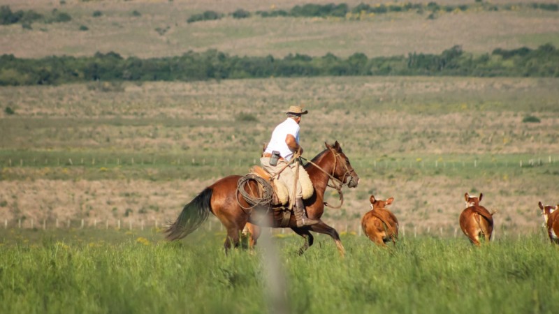 foto de um homem montando um cavalo marrom em um campo aberto
h&aacute; bois ao fundo