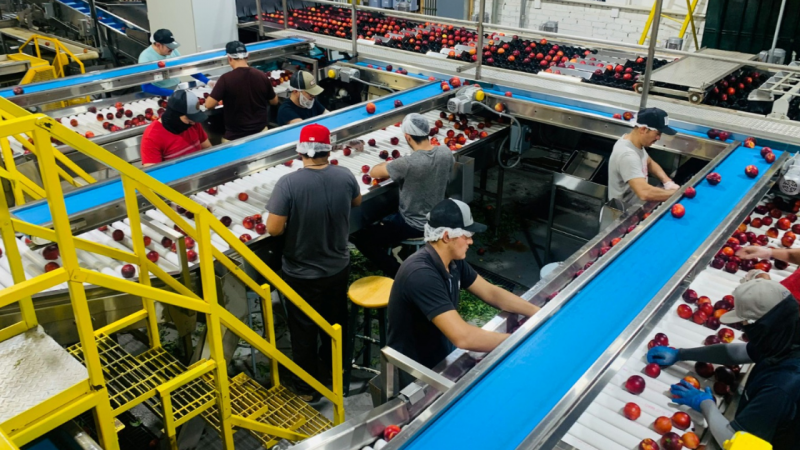 Interior de uma ind&uacute;stria com trabalhadores manipulando ma&ccedil;as em esteiras